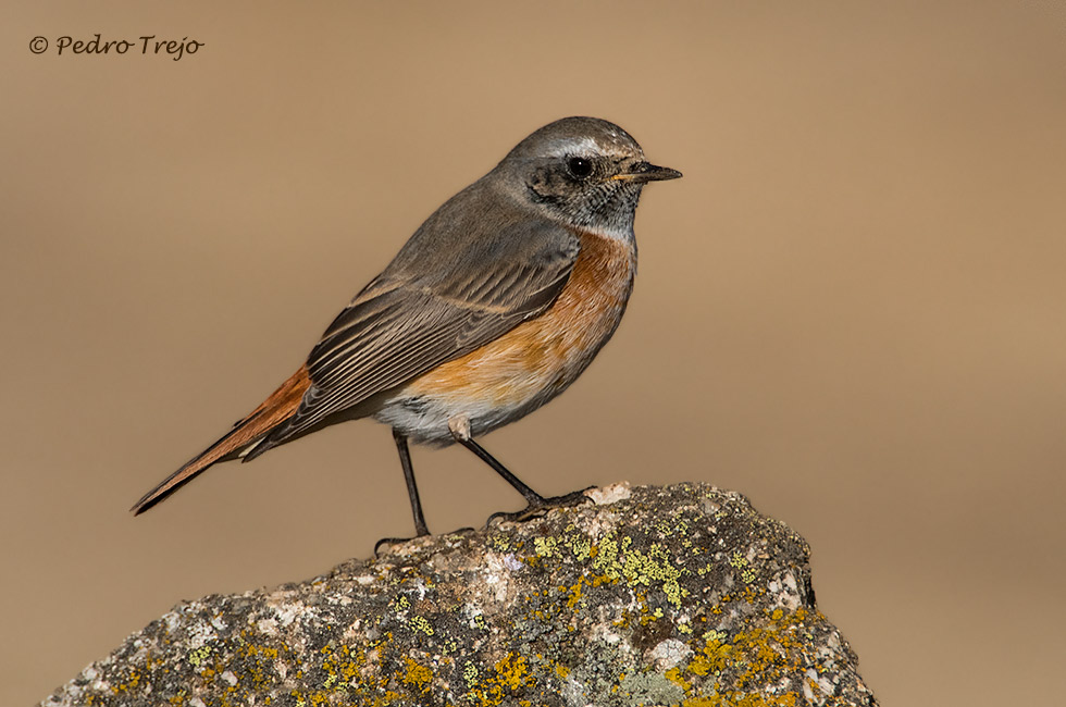 Colirrojo real (Phoenicurus phoenicurus)